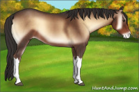 Horse Color:Liver Red Onyx Appaloosa