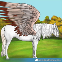 Horse Color:Gray White Spotted Amber Cream Champagne Dun Tobiano Appaloosa Rabicano