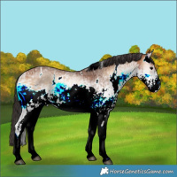 Horse Color:White Spotted Bay Onyx 