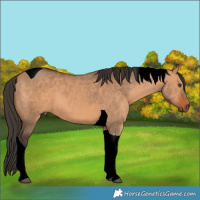 Horse Color:Bay Dun Tobiano 