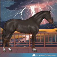 Horse Color:Liver Chestnut Rabicano