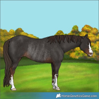 Horse Color:Liver Chestnut Rabicano