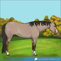Horse Color:Liver Red Dun Rabicano 