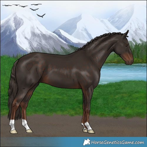 Horse Color:Liver Chestnut