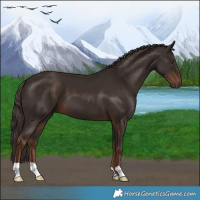 Horse Color:Liver Chestnut 