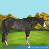 Horse Color:Liver Chestnut Rabicano 