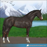 Horse Color:Liver Chestnut Rabicano 