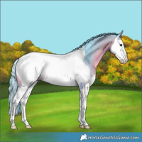 Horse Color:Watercolor Chocolate Brown Splash Appaloosa 