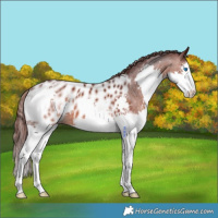 Horse Color:Chocolate Brown Splash Near Leopard 