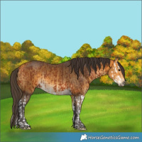 Horse Color:Bay Splash and Buckskin