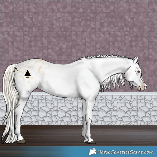 Horse Color:Palomino Dun Splash Appaloosa 