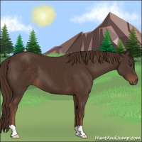 Horse Color:Liver Chestnut 