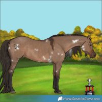 Horse Color:White Spotted Liver Red Dun Sabino 