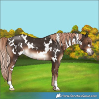 Horse Color:White Spotted Liver Chestnut 