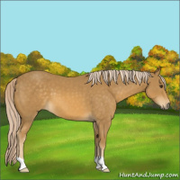 Horse Color:Palomino