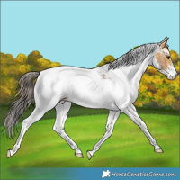 Horse Color:White Spotted Buckskin