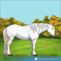 Horse Color:Buckskin Appaloosa 