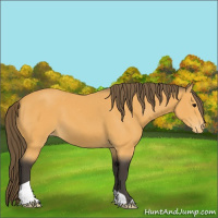 Horse Color:Buckskin Appaloosa 