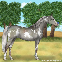 Horse Color:White Spotted Liver Red Dun Mushroom Sabino Rabicano 