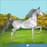Horse Color:White Spotted Black Splash Varnish Rabicano 