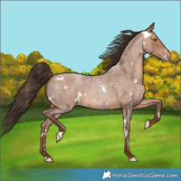 Horse Color:White Spotted Amber Champagne Roan 