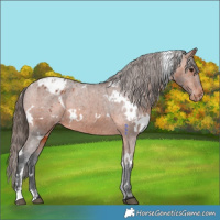 Horse Color:White Spotted Bay Appaloosa 