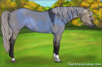 Horse Color:Gray Silver Grullo Tobiano 