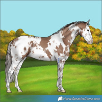 Horse Color:White Spotted Classic Champagne Splash Appaloosa 