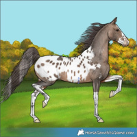Horse Color:Brown Dun Splash Blanket 