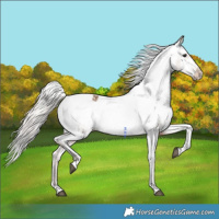 Horse Color:White Spotted Silver Brown Dun Varnish 