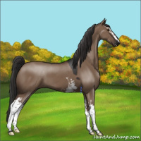 Horse Color:White Spotted Liver Red Dun 