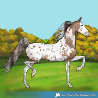 Horse Color:White Spotted Sable Champagne Splash Blanket 