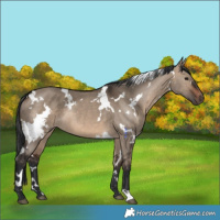 Horse Color:White Spotted Brown Dun 