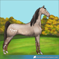 Horse Color:White Spotted Sable Champagne Dun 