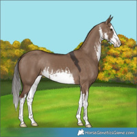 Horse Color:White Spotted Liver Red Dun Splash 