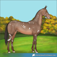 Horse Color:White Spotted Sable Champagne 