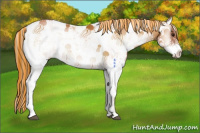 Horse Color:Painted Brown Pearl Onyx Sabino Appaloosa Rabicano 