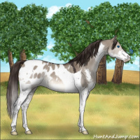 Horse Color:Brown Dun Splash Tobiano Appaloosa 