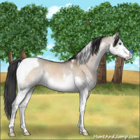 Horse Color:Brown Dun Mushroom Sabino Splash Tobiano 