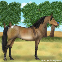 Horse Color:Gray Buckskin Dun Tobiano 