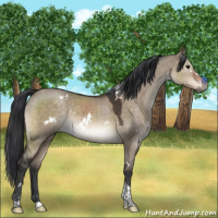 Horse Color:White Spotted Brown Dun Tobiano 
