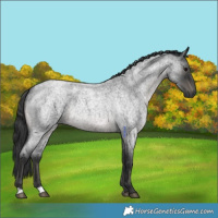 Horse Color:Blue Roan 