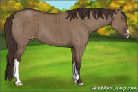 Horse Color:Liver Red Dun Appaloosa Brindle 