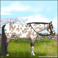 Horse Color:Brown Dun Appaloosa Brindle 