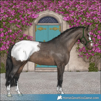 Horse Color:Brown Dun Appaloosa Brindle 