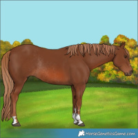 Horse Color:Chestnut Rabicano
