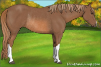Horse Color:Chestnut Rabicano