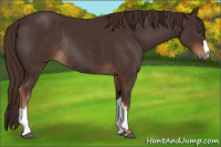 Horse Color:Liver Chestnut Rabicano 