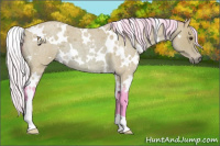 Horse Color:Watercolor White Spotted Silver Buckskin Roan 