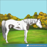 Horse Color:Smoky Grullo Sabino Splash Tobiano 